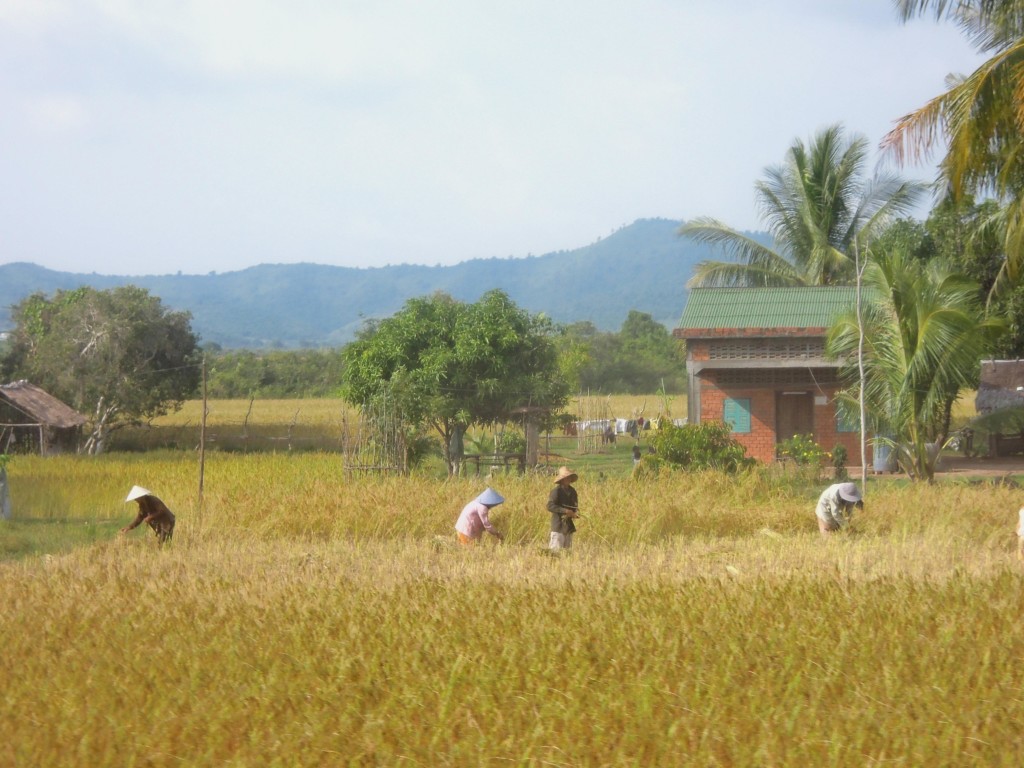 Rolnicy w polu, południowa Kambodża, fot. M. Lehrmann