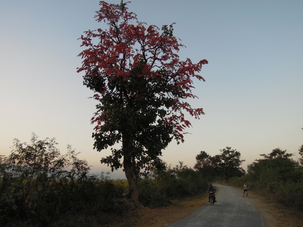Drzewo, okolice Nyaung Shwe, fot. M. Lehrmann