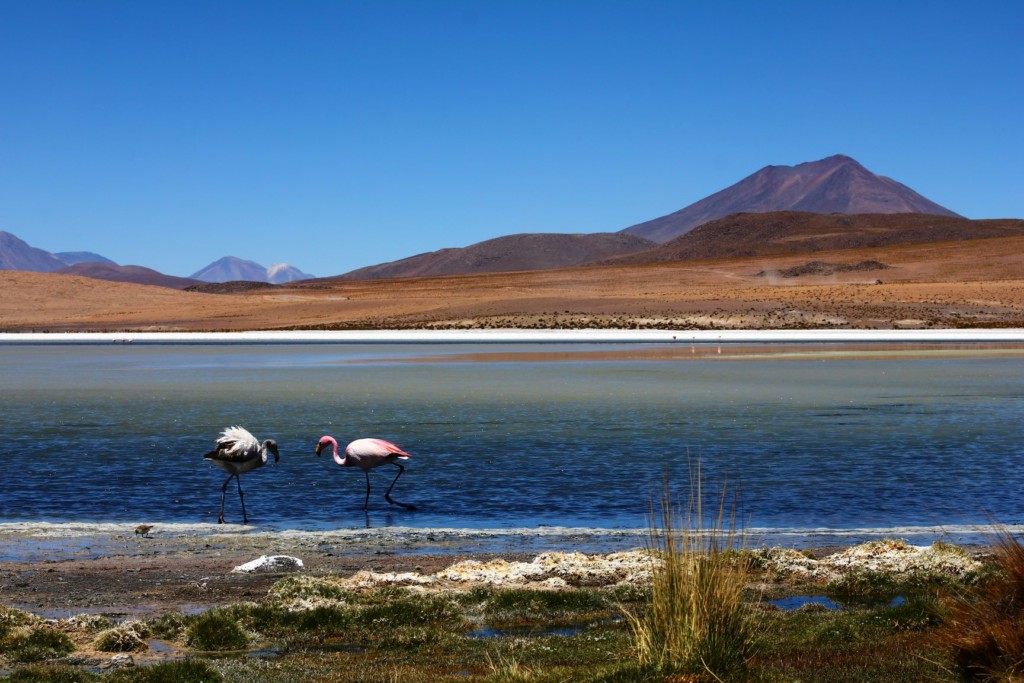 Tu rozmnażają się flamingi, Laguna Colorada, Boliwia,  fot. O'n'G