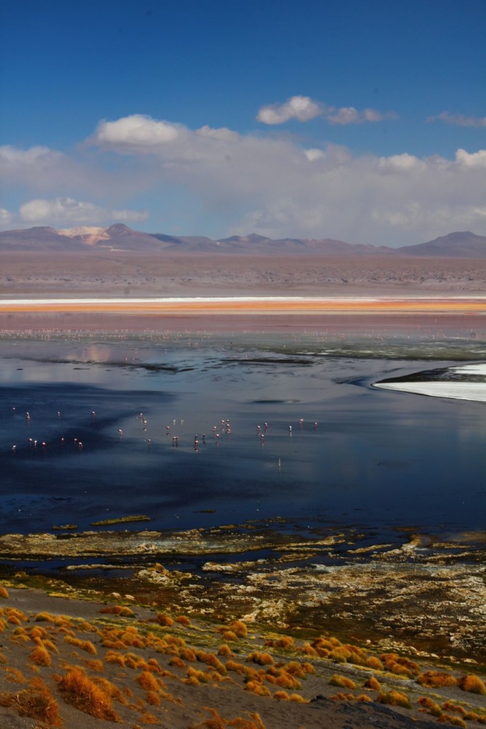 Laguna Colorada, Boliwia. Jej czerwony kolor bierze się od osadów mineralnych oraz pigmetów pewnego gatunku alg, fot. O'n'G