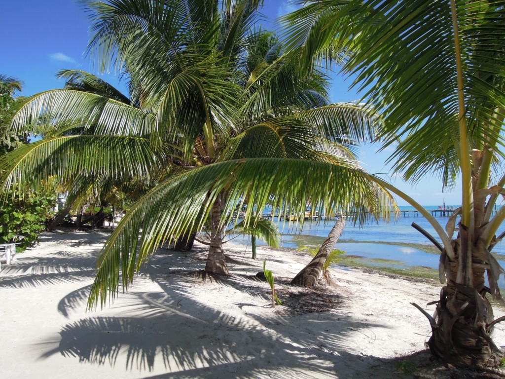Palmowa aleja, Caye Caulker, Belize, fot. M. Lehrmann