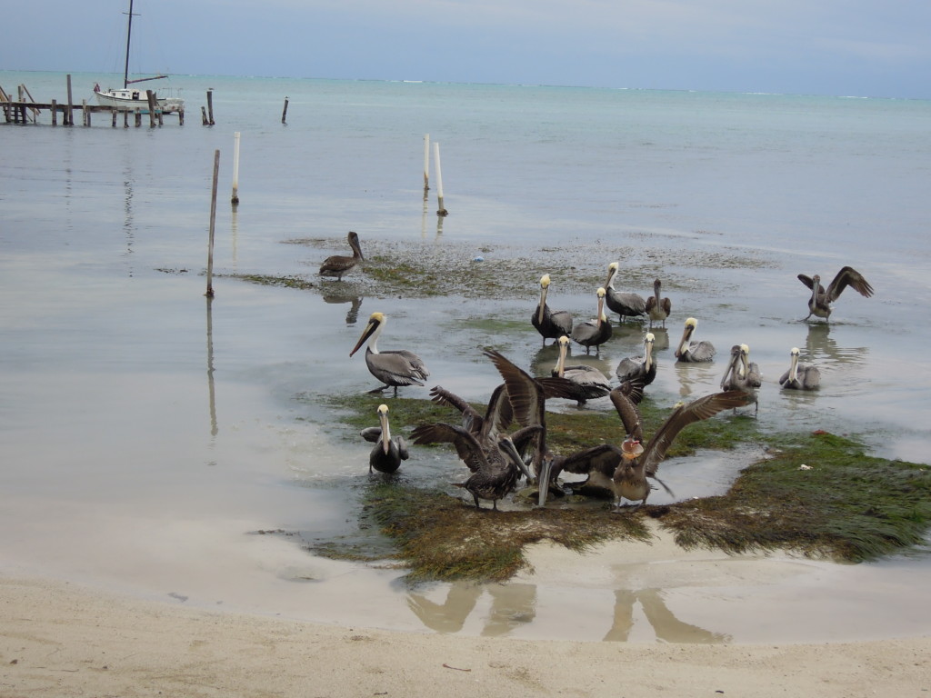 Pelikany, Caye Caulker, Belize, fot. M. Lehrmann