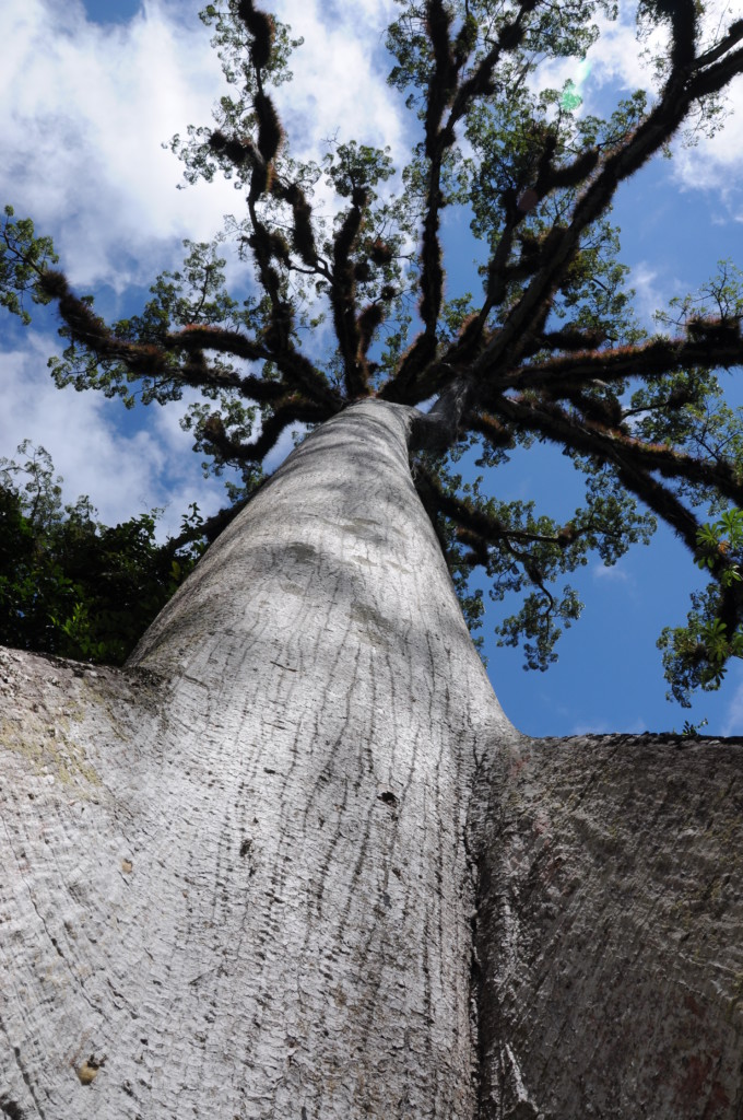 Puchowiec, święte drzewo Majów, fot. Ulka Kupińska