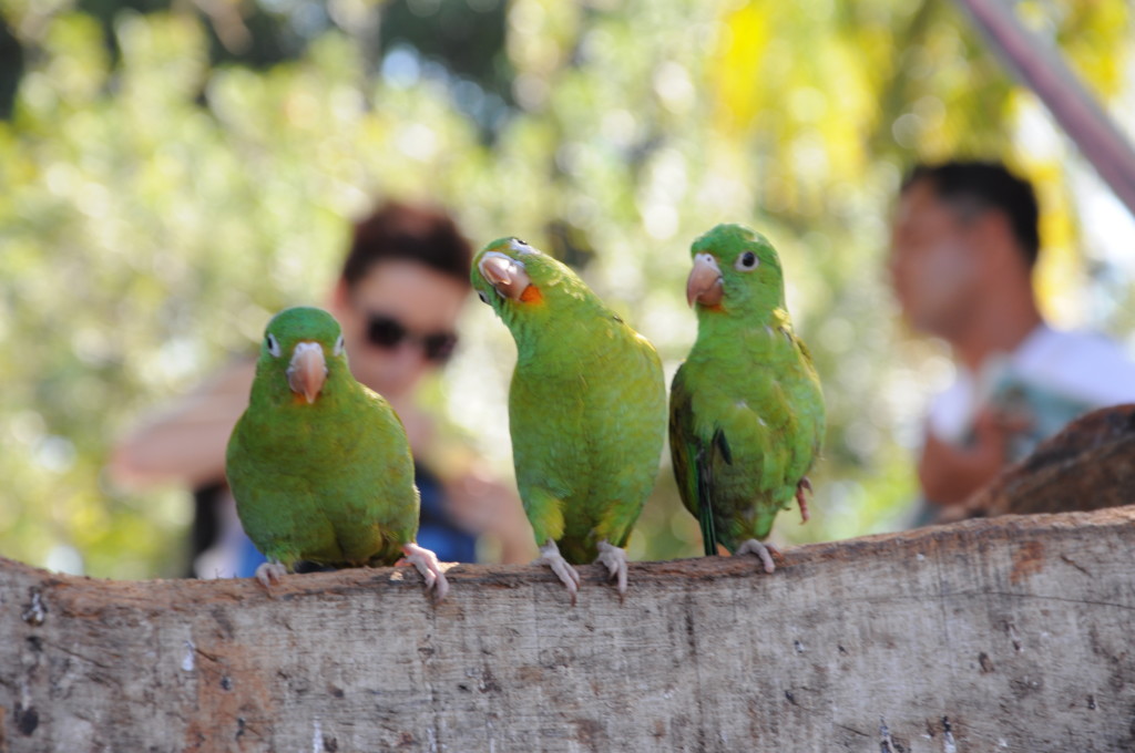 Papugi i ludziska, Granada, fot. Ula Kupińska